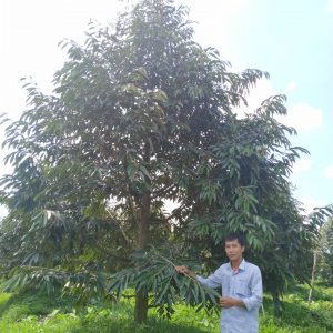 cây sầu riêng