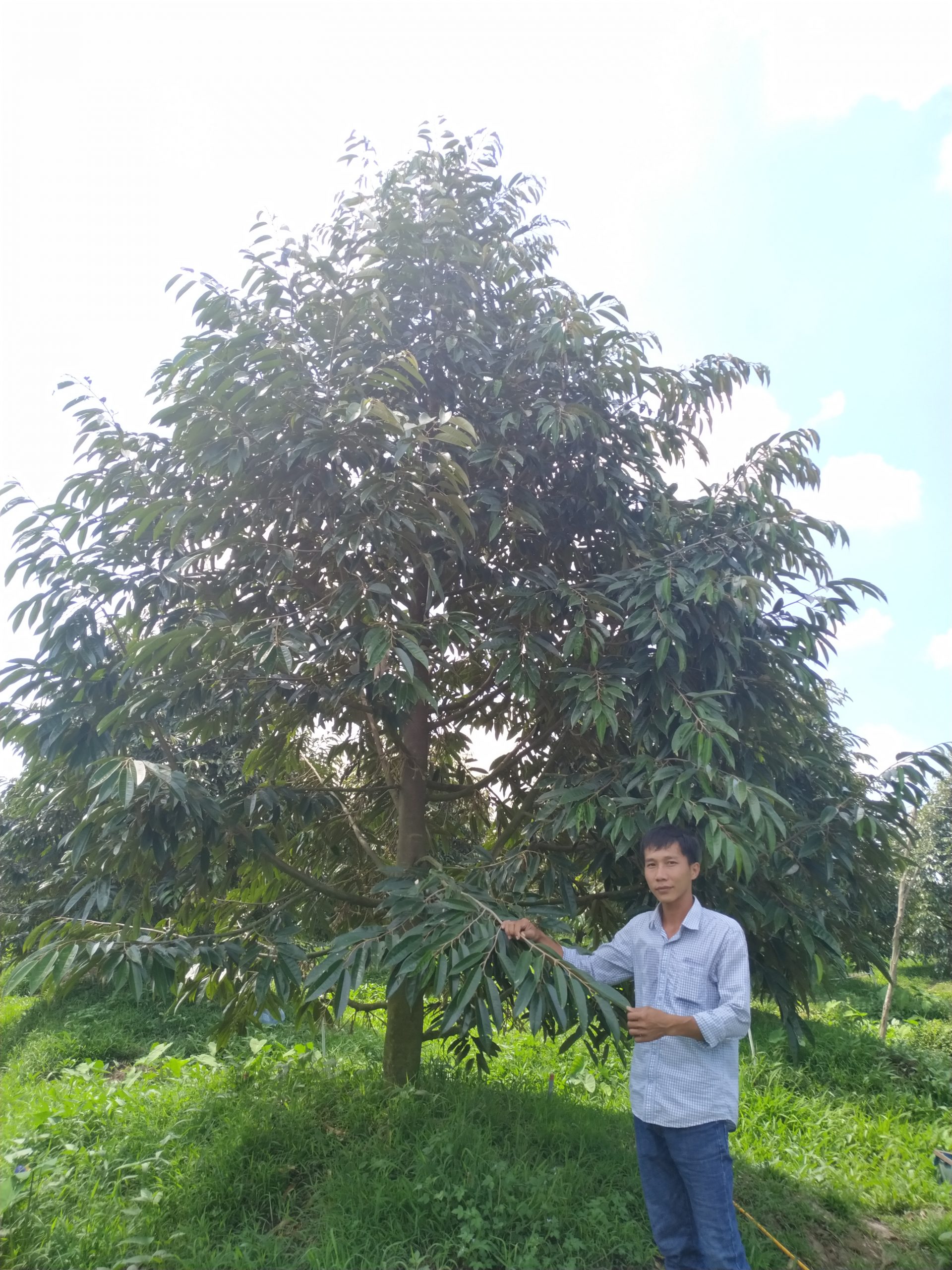 cây sầu riêng cây sầu riêng