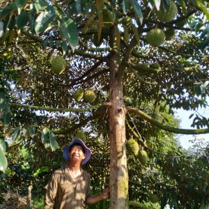 cây sầu riêng