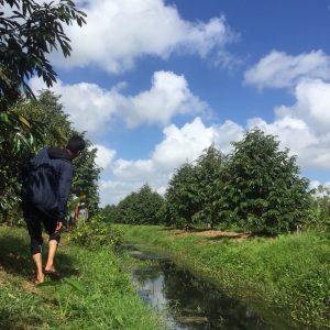 vườn sầu riêng
